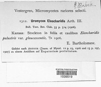 Uromyces eleocharidis image